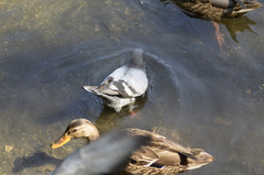 Columba livia domestica