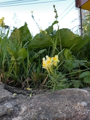 Linaria vulgaris