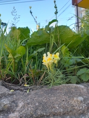 Linaria vulgaris
