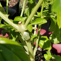 Chlorochroa uhleri