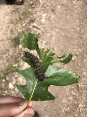 Hemileuca maia