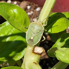 Chlorochroa uhleri