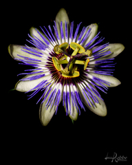 Passiflora caerulea