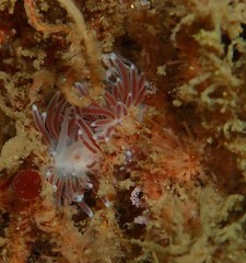 Cuthona divae