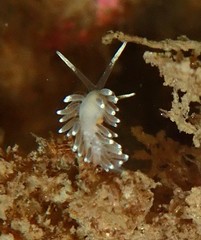 Cuthonella concinna