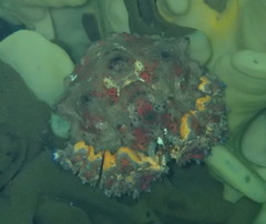 Echidnocerus cibarius