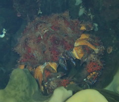 Echidnocerus cibarius