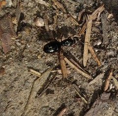 Formica lemani