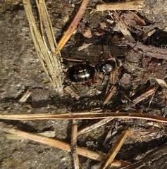 Formica lemani