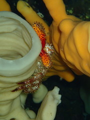 Acantholithodes hispidus