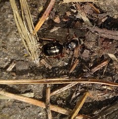 Formica lemani