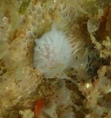 Onchidoris evincta