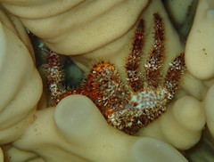 Acantholithodes hispidus