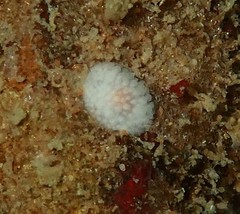 Onchidoris muricata