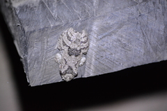 Scinax acuminatus