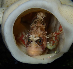 Decorated Warbonnet photo 4