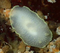 Cadlina