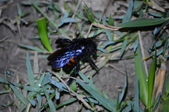 Xylocopa nigrocincta