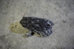 Rhinella bergi