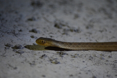 Dryophylax hypoconia