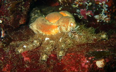 Rhinolithodes wosnessenskii