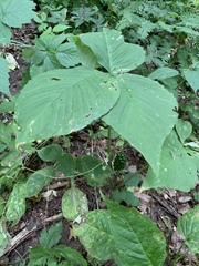 Arisaema triphyllum