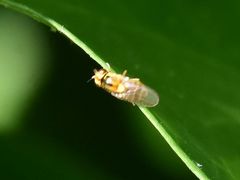 Thaumatomyia notata