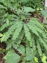 Adiantum pedatum