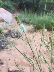 Dalea candida oligophylla
