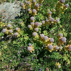 Hylotelephium anacampseros
