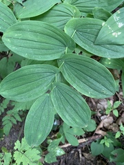 Uvularia grandiflora