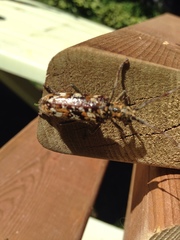 Monochamus marmorator