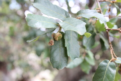 Quercus eduardii