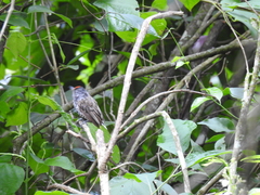 Picumnus dorbignyanus