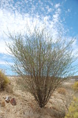 Psoralea arborescens