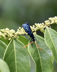Pepsis ruficornis