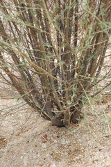 Psoralea arborescens