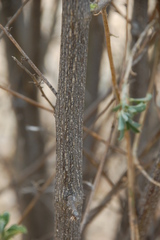 Psoralea arborescens