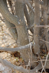 Psoralea arborescens