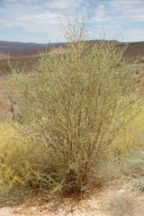 Psoralea arborescens