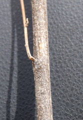 Psoralea arborescens