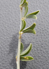 Psoralea arborescens