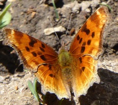 Polygonia satyrus satyrus