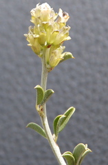 Psoralea arborescens
