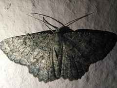 Charissa obscurata