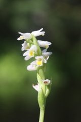 Spiranthes lucida