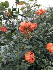 Lilium michauxii