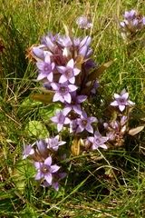 Gentianella ramosa