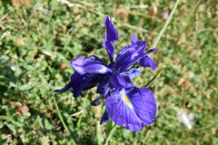 Iris latifolia