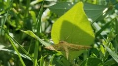 Epipagis fenestralis